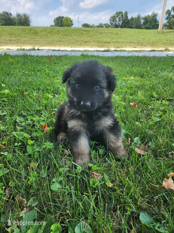 Orange collar – German Shepherd Dog puppy for sale in Moscow Mills, MO