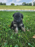 Orange collar, a male German Shepherd Dog for sale in Moscow Mills, MO – 1 of 10