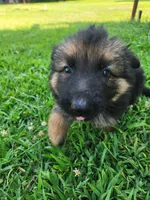 Magenta collar, a female German Shepherd Dog for sale in Moscow Mills, MO – 2 of 10