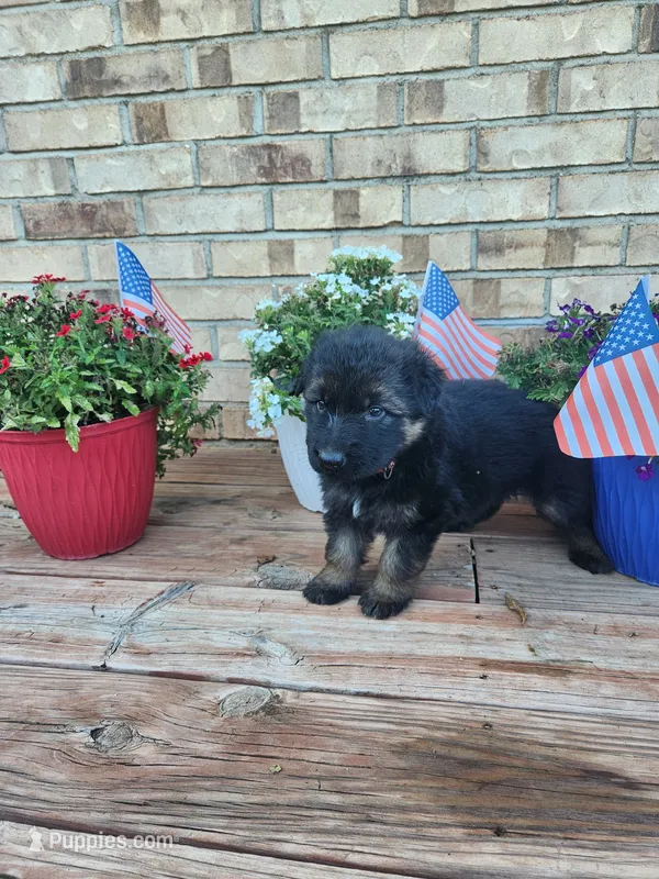Red collar – German Shepherd Dog puppy for sale in Moscow Mills, MO