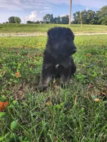 Pink Collar, a female German Shepherd Dog for sale in Moscow Mills, MO – 5 of 10