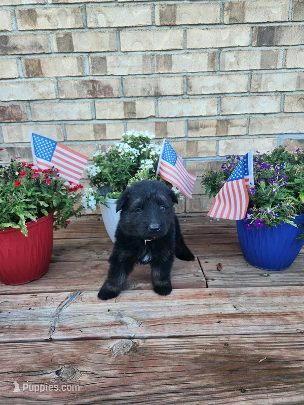 Pink Collar – German Shepherd Dog puppy for sale in Moscow Mills, MO