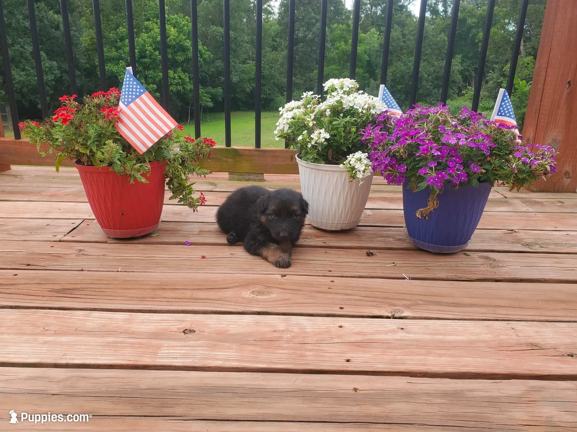 Light Blue Collar , a male German Shepherd Dog for sale in Moscow Mills, MO – 5 of 10