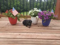Light Blue Collar , a male German Shepherd Dog for sale in Moscow Mills, MO – 2 of 8