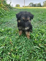 Magenta collar, a female German Shepherd Dog for sale in Moscow Mills, MO – 3 of 10