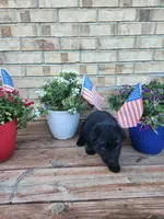 Pink Collar, a female German Shepherd Dog for sale in Moscow Mills, MO – 3 of 9