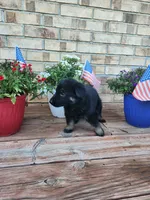 Green Collar, a female German Shepherd Dog for sale in Moscow Mills, MO – 2 of 7