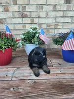 Orange collar, a male German Shepherd Dog for sale in Moscow Mills, MO – 3 of 7