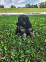 Orange collar, a male German Shepherd Dog for sale in Moscow Mills, MO – 3 of 10