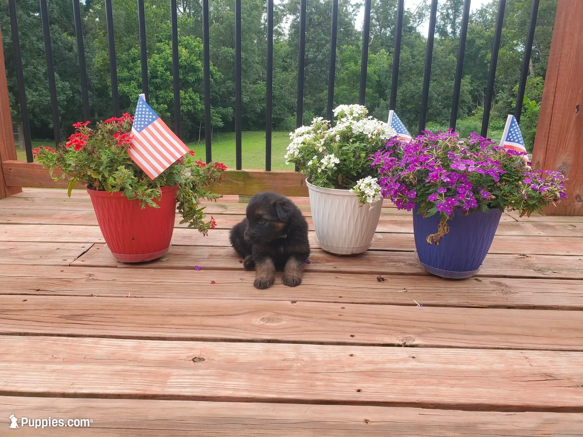 Light Blue Collar , a male German Shepherd Dog for sale in Moscow Mills, MO – 6 of 10