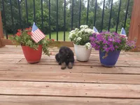 Light Blue Collar , a male German Shepherd Dog for sale in Moscow Mills, MO – 3 of 8