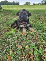 Magenta collar, a female German Shepherd Dog for sale in Moscow Mills, MO – 5 of 10