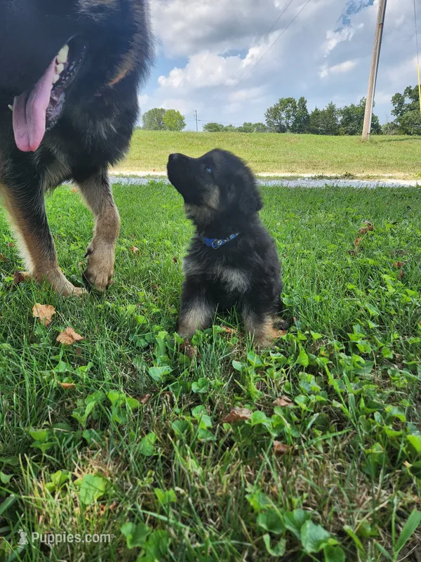 Blue collar – German Shepherd Dog puppy for sale in Moscow Mills, MO