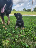Blue collar, a male German Shepherd Dog for sale in Moscow Mills, MO – 4 of 9