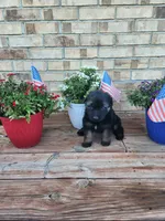 Red collar, a male German Shepherd Dog for sale in Moscow Mills, MO – 2 of 7