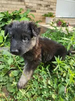 Purple collar female, a female German Shepherd Dog for sale in Moscow Mills, MO – 3 of 10