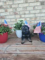Blue collar, a male German Shepherd Dog for sale in Moscow Mills, MO – 2 of 7