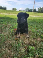 Green Collar, a female German Shepherd Dog for sale in Moscow Mills, MO – 6 of 10