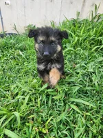 Blue collar, a male German Shepherd Dog for sale in Moscow Mills, MO – 3 of 9