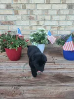 Black collar, a female German Shepherd Dog for sale in Moscow Mills, MO – 3 of 7