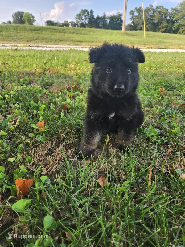 Pink Collar – German Shepherd Dog puppy for sale in Moscow Mills, MO