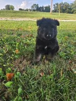 Pink Collar, a female German Shepherd Dog for sale in Moscow Mills, MO – 4 of 10