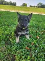 Lime Collar, a female German Shepherd Dog for sale in Moscow Mills, MO – 4 of 10