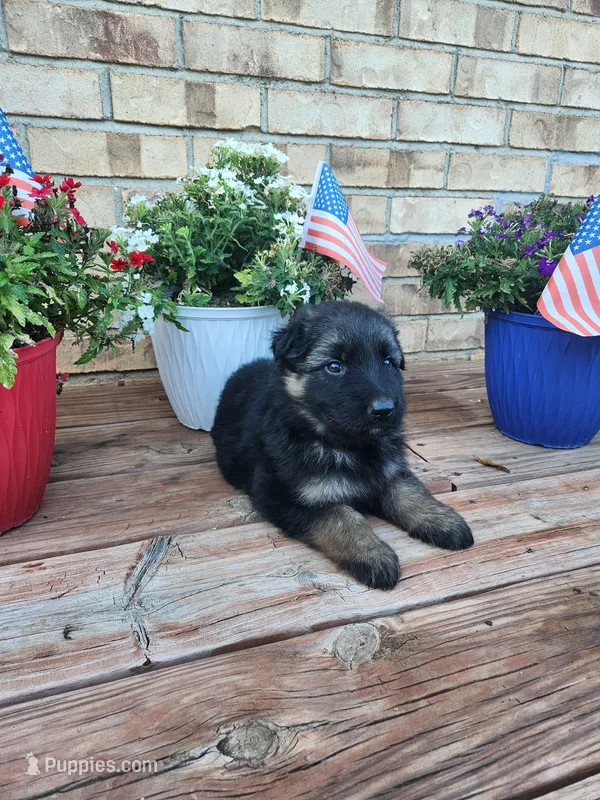 Orange collar – German Shepherd Dog puppy for sale in Moscow Mills, MO