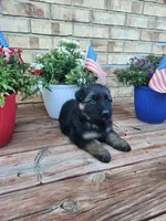 Orange collar, a male German Shepherd Dog for sale in Moscow Mills, MO – 1 of 7