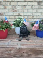 Blue collar, a male German Shepherd Dog for sale in Moscow Mills, MO – 3 of 7