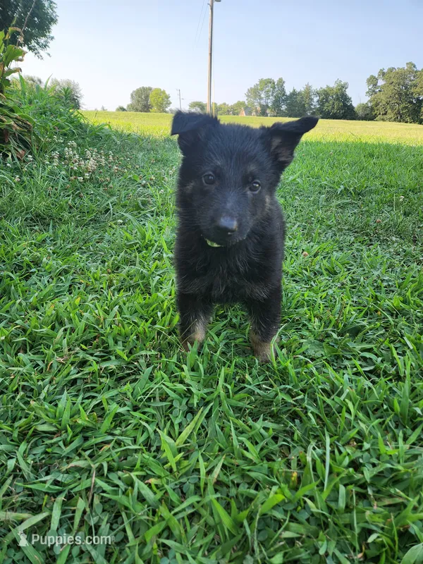 Green Collar – German Shepherd Dog puppy for sale in Moscow Mills, MO