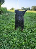 Green Collar, a female German Shepherd Dog for sale in Moscow Mills, MO – 1 of 10