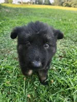 Pink Collar, a female German Shepherd Dog for sale in Moscow Mills, MO – 2 of 10
