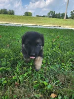 Light Blue Collar , a male German Shepherd Dog for sale in Moscow Mills, MO – 2 of 10