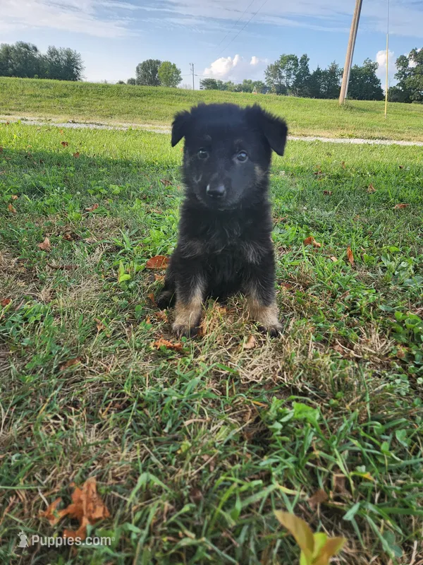 Green Collar – German Shepherd Dog puppy for sale in Moscow Mills, MO