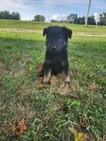 Green Collar, a female German Shepherd Dog for sale in Moscow Mills, MO – 4 of 10