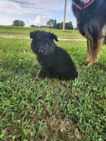 Pink Collar, a female German Shepherd Dog for sale in Moscow Mills, MO – 6 of 10