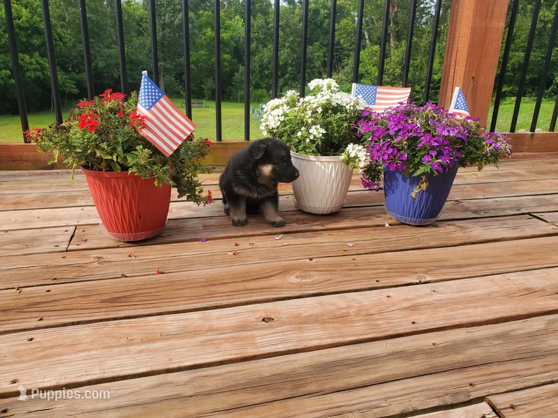 Lime Collar – German Shepherd Dog puppy for sale in Moscow Mills, MO