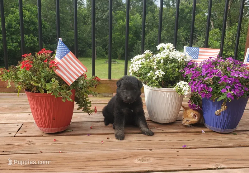 Purple collar female – German Shepherd Dog puppy for sale in Moscow Mills, MO