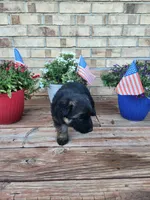 Orange collar, a male German Shepherd Dog for sale in Moscow Mills, MO – 2 of 7