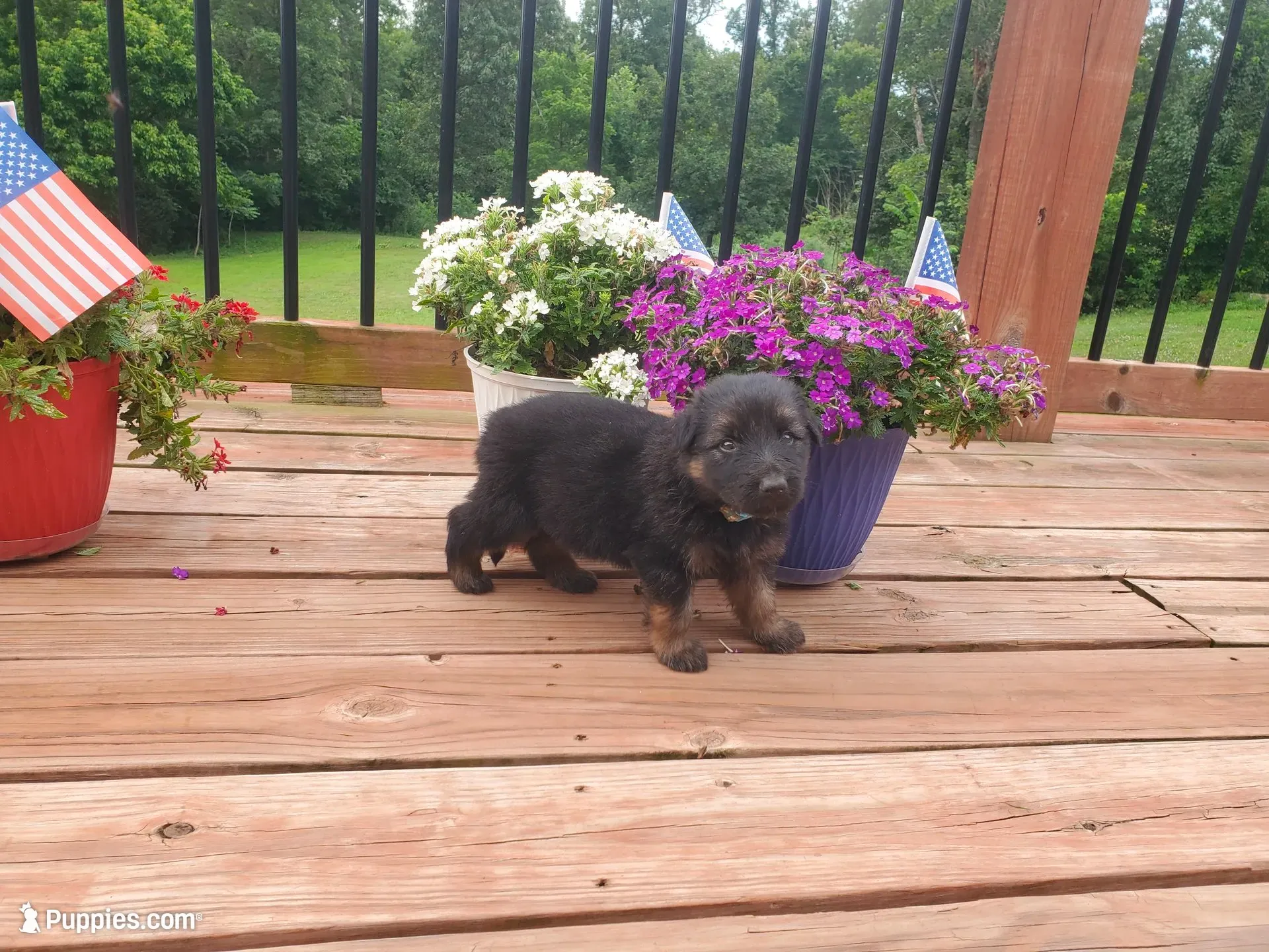 Light Blue Collar , a male German Shepherd Dog for sale in Moscow Mills, MO – 4 of 10
