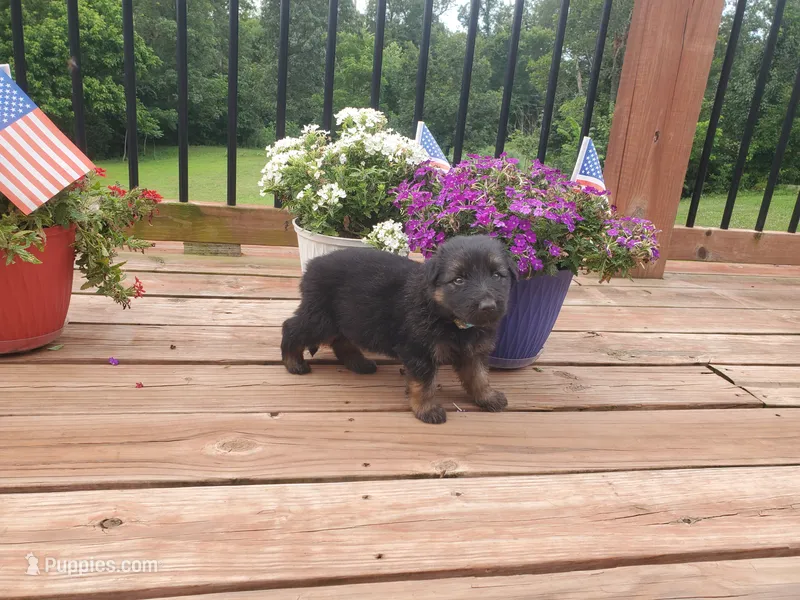 Light Blue Collar  – German Shepherd Dog puppy for sale in Moscow Mills, MO