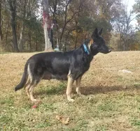 Blue collar, a male German Shepherd Dog for sale in Moscow Mills, MO – 6 of 7