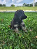 Orange collar, a male German Shepherd Dog for sale in Moscow Mills, MO – 2 of 10