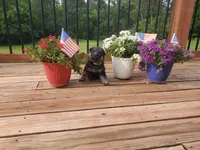 Lime Collar, a female German Shepherd Dog for sale in Moscow Mills, MO – 3 of 7