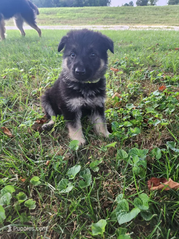 Lime Collar – German Shepherd Dog puppy for sale in Moscow Mills, MO