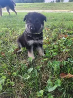Lime Collar, a female German Shepherd Dog for sale in Moscow Mills, MO – 6 of 10