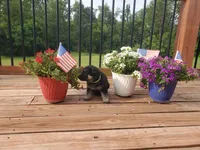 Lime Collar, a female German Shepherd Dog for sale in Moscow Mills, MO – 2 of 7