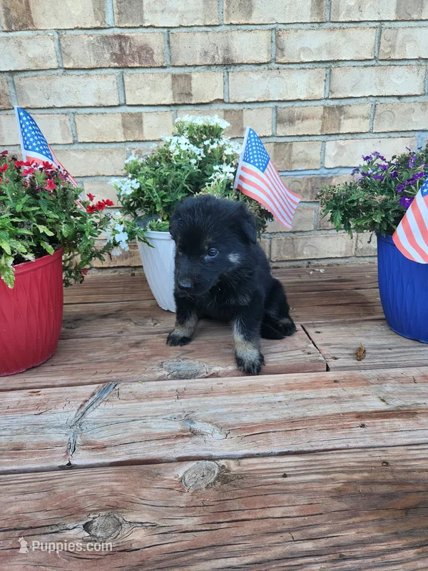 Green Collar – German Shepherd Dog puppy for sale in Moscow Mills, MO