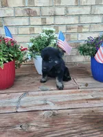 Green Collar, a female German Shepherd Dog for sale in Moscow Mills, MO – 1 of 7